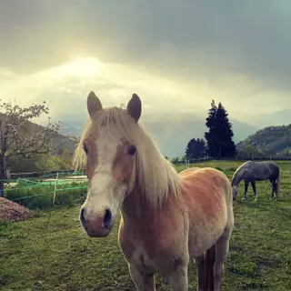 L’equicoaching, qu’est-ce que c’est ?